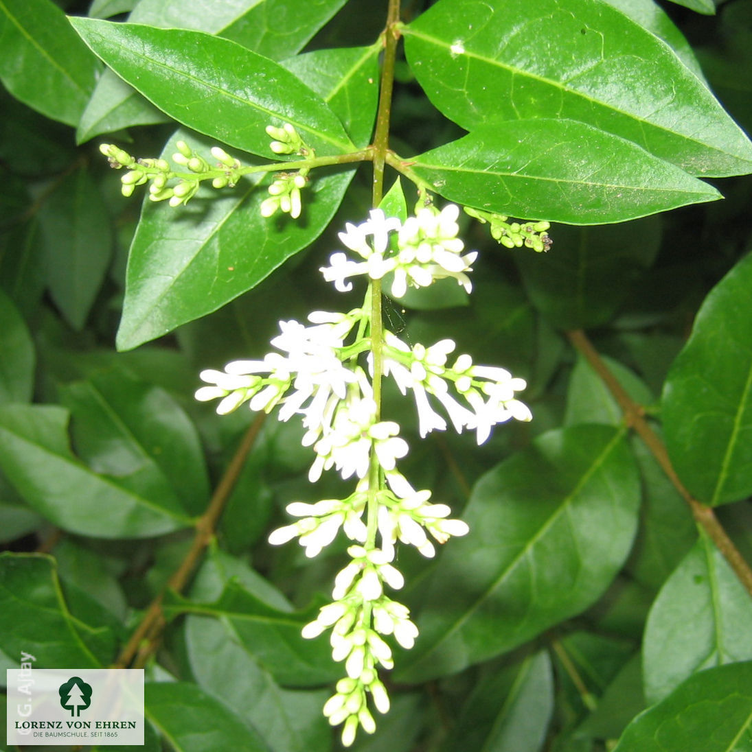 Ligustrum Ovalifolium Baumschule Lve