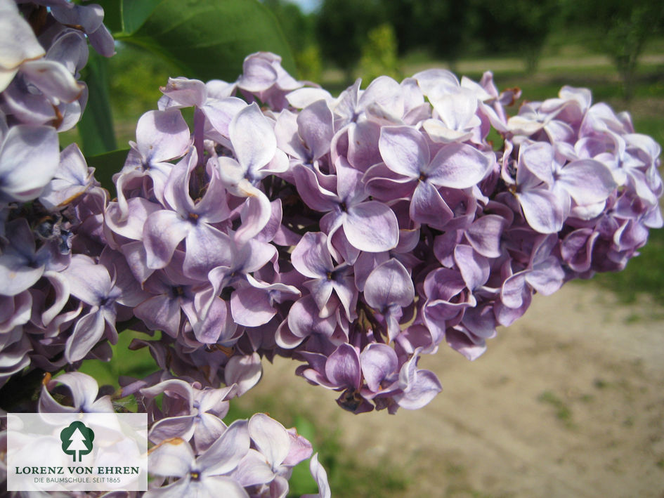 Syringa vulgaris 'President Lincoln'