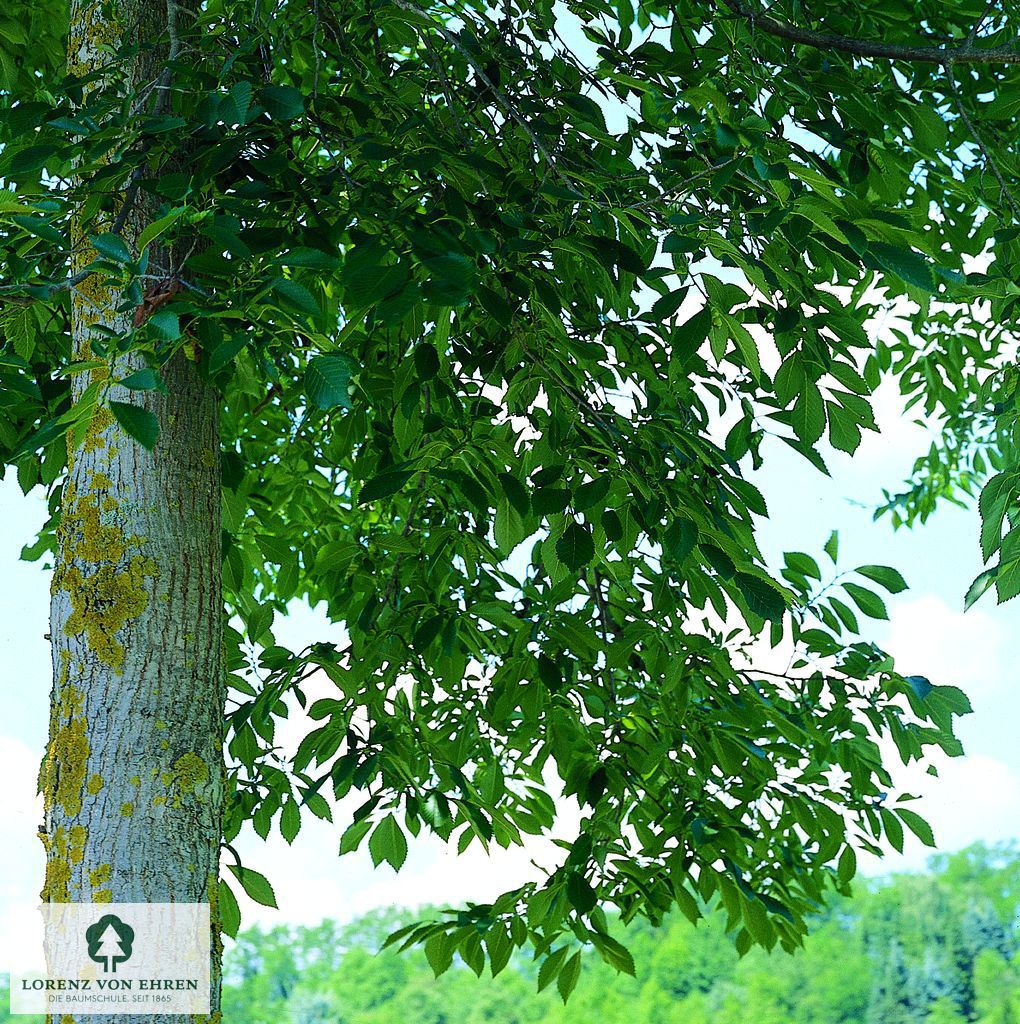 Ulmus carpinifolia