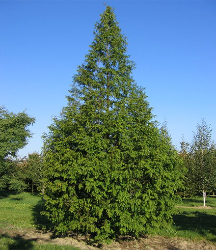 Blauer Hilmmel Sommer Baumschulfeld eine großer grüner Stammbusch