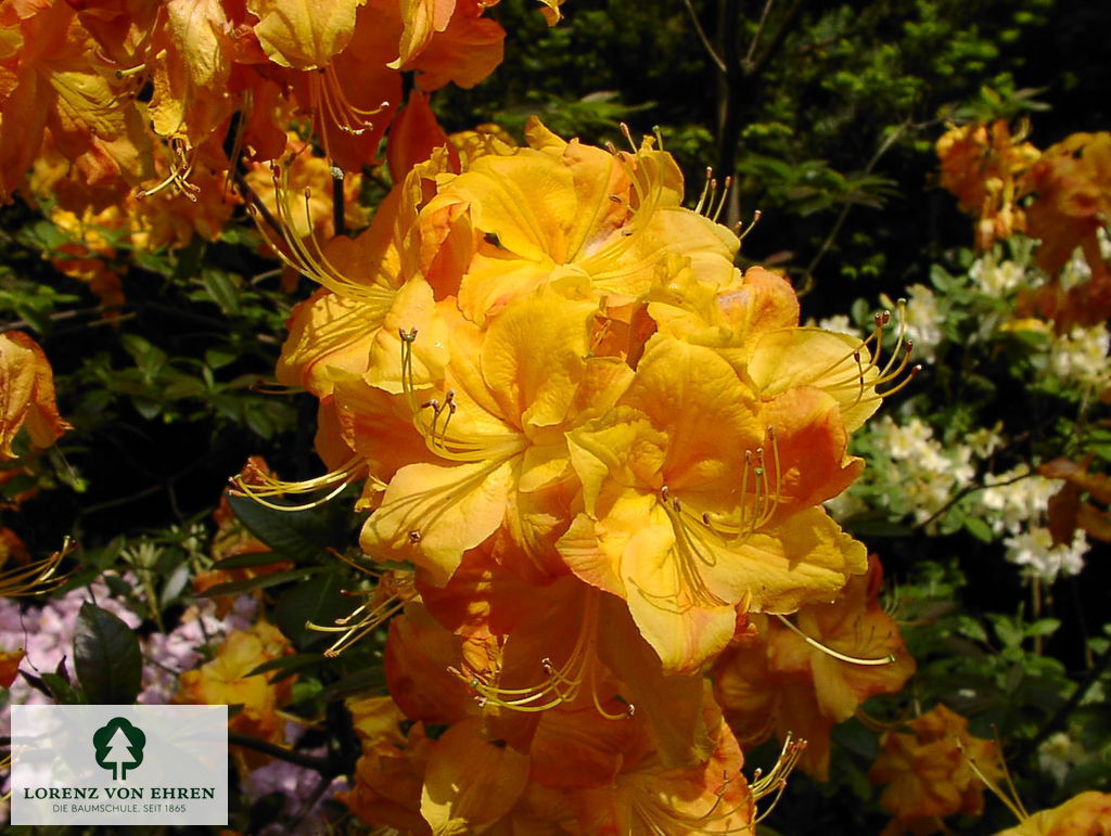 Rhododendron Azalea 'Klondyke'