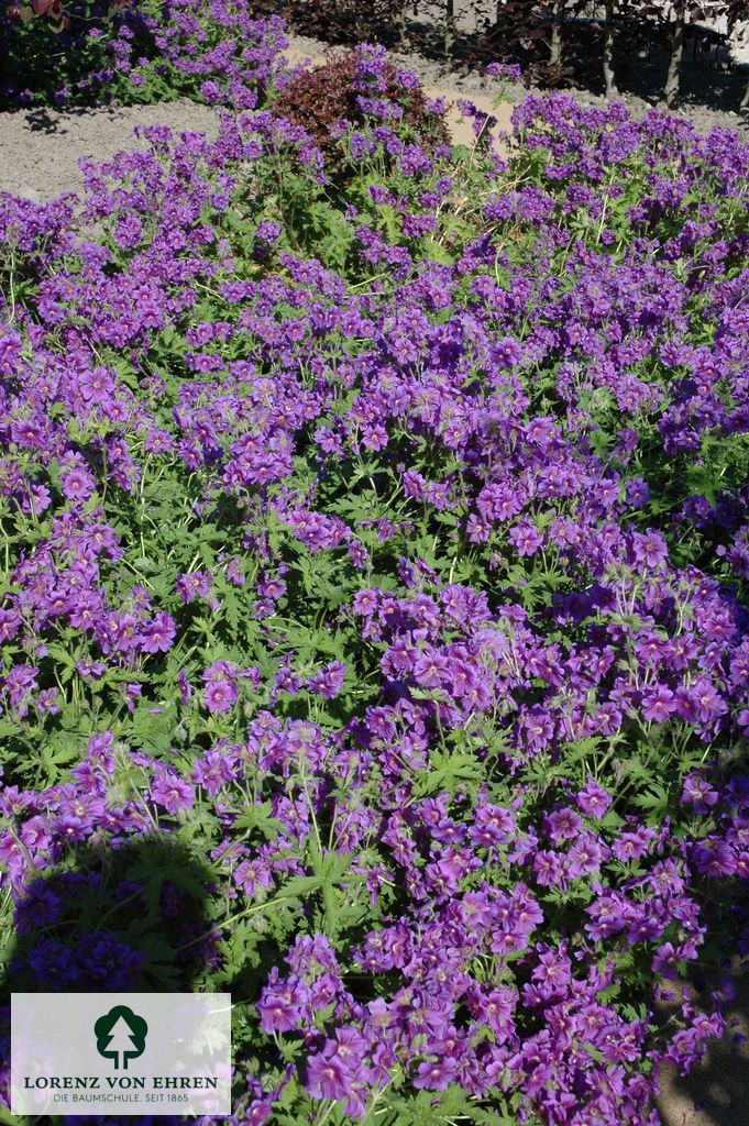 Geranium magnificum