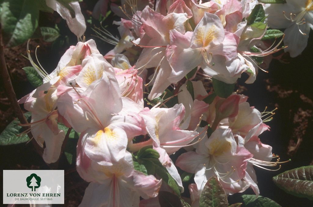 Rhododendron Azalea 'Satomi'