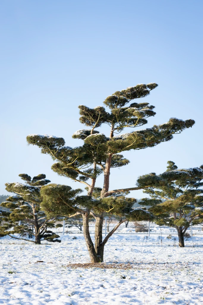 Eine beeindruckende Pinus sylvestris in der Baumschule Lorenz von Ehren, winterlich umhüllt von Schnee. Die skulpturalen Äste und die charakteristische Wuchsform dieses Baumes kommen unter dem klaren, blauen Himmel besonders gut zur Geltung.