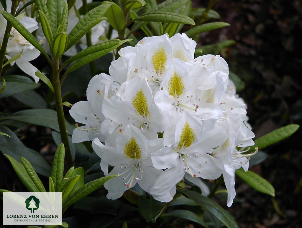 Rhododendron Hybride 'Mad. Masson'