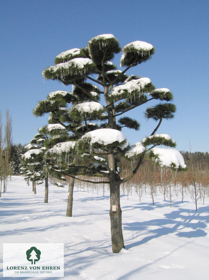 Pinus nigra austriaca