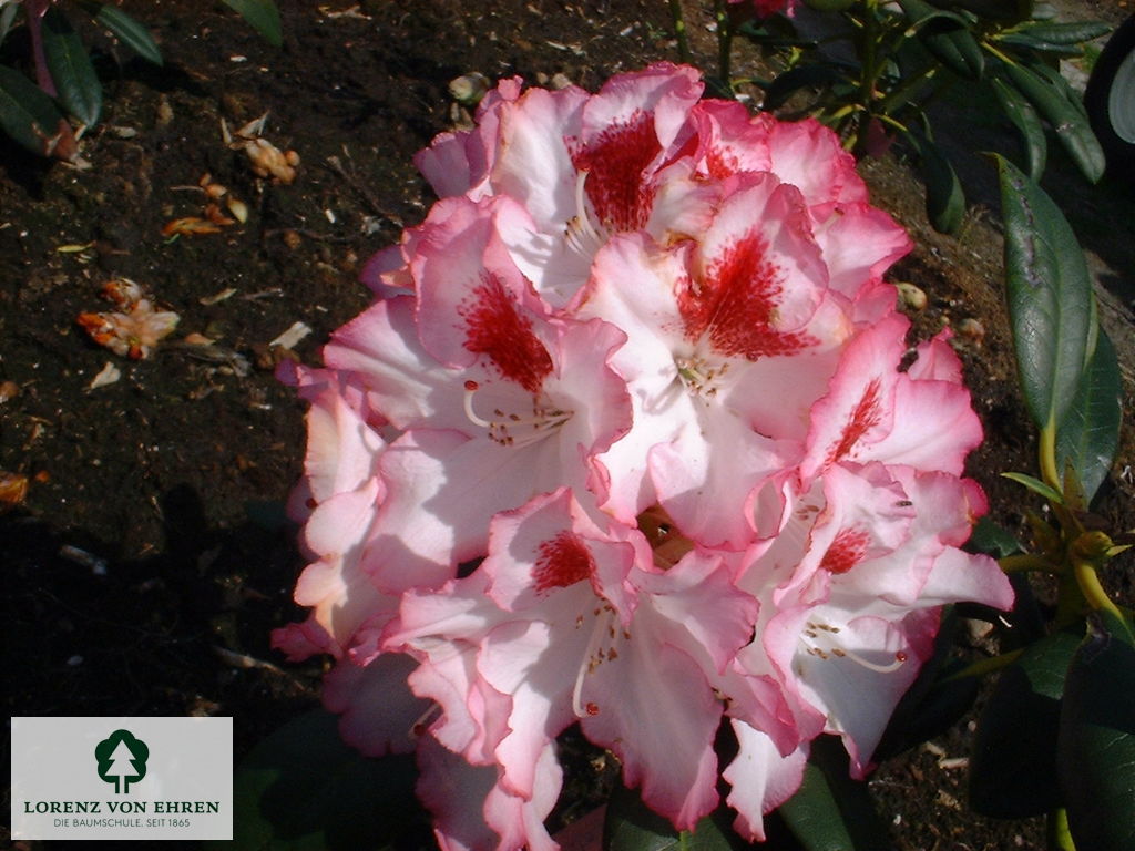 Rhododendron Hybride 'Hachmanns Charmant'