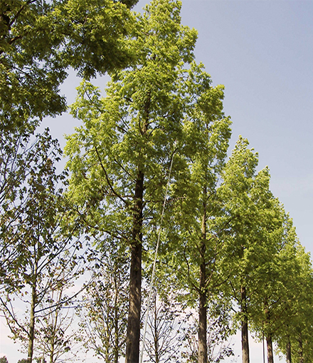 Blauer Hilmmel Sommer Allee große Bäume