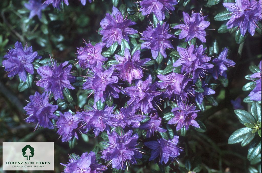 Rhododendron russatum 'Lauretta'