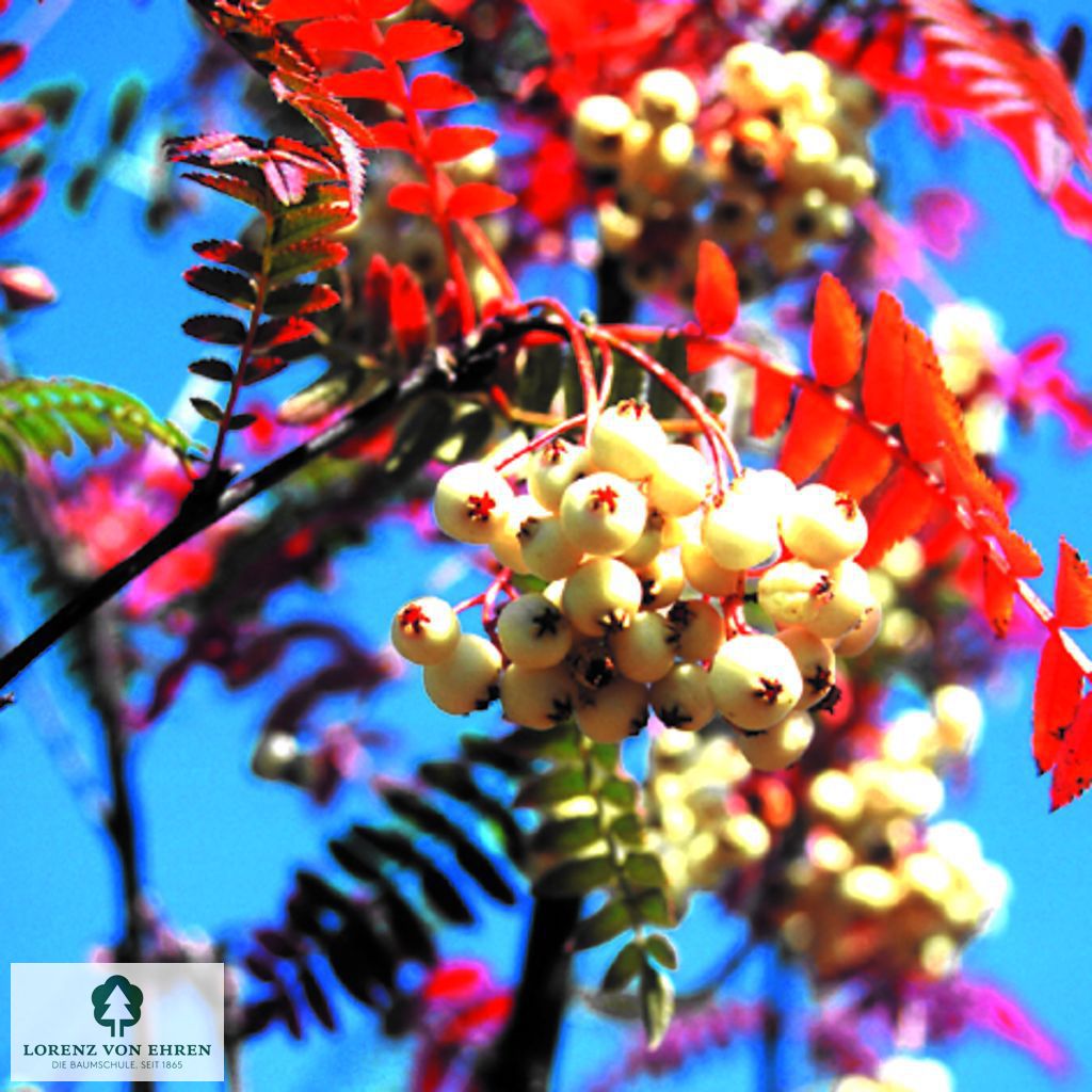 Sorbus koehneana