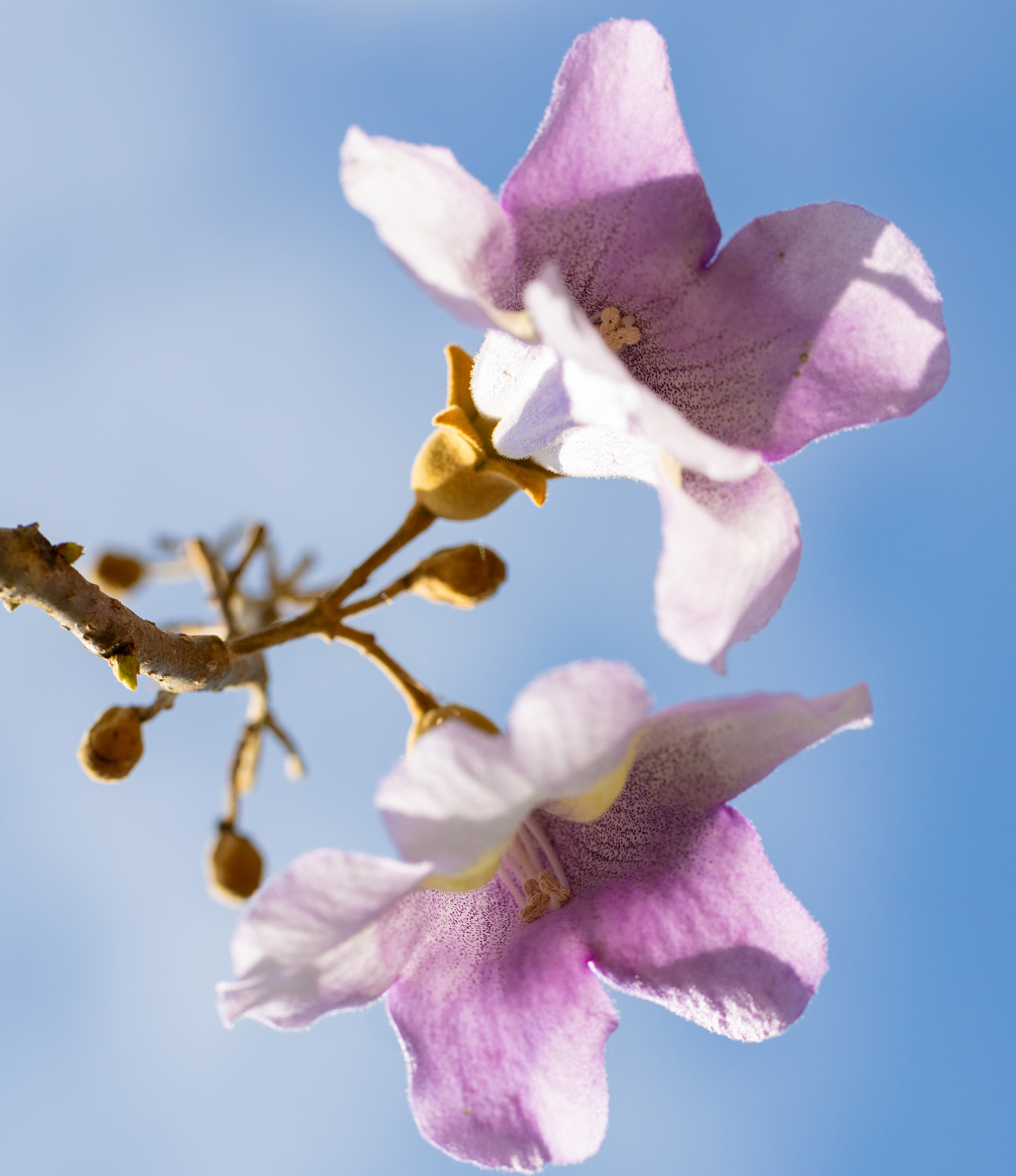 Zwei zartlila Blüten vor blauem Himmel