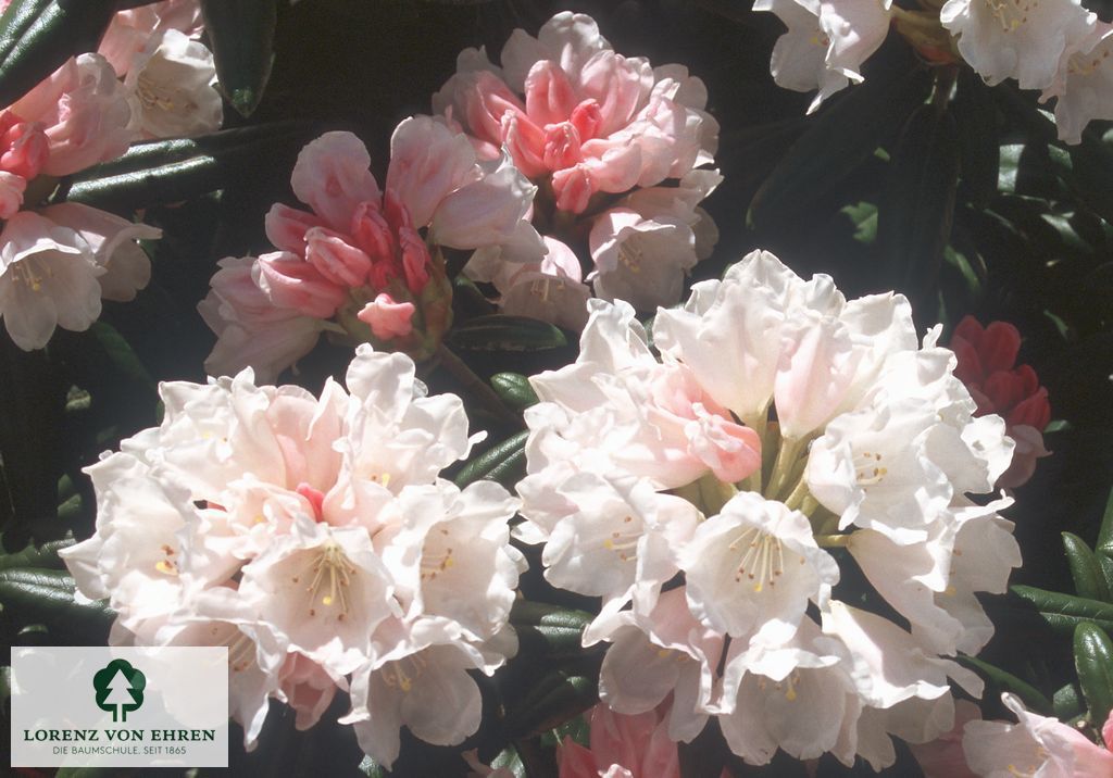 Rhododendron yakushimanum 'Edelweiß'