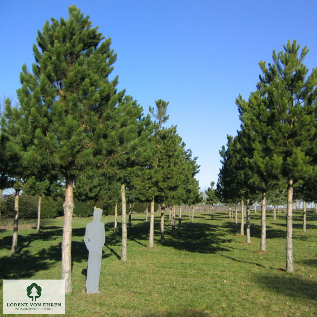 Pinus nigra austriaca