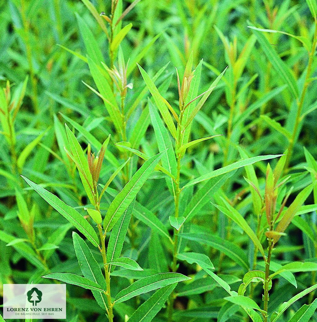 Salix balsamifera mas