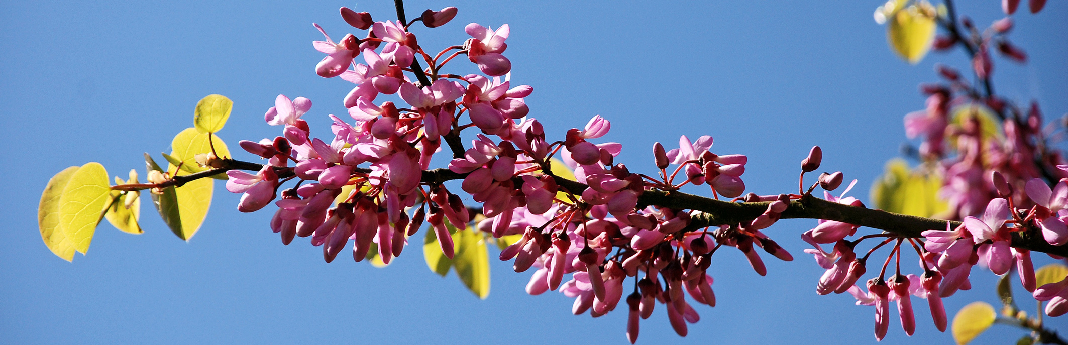 Zweig mit lila Blüten