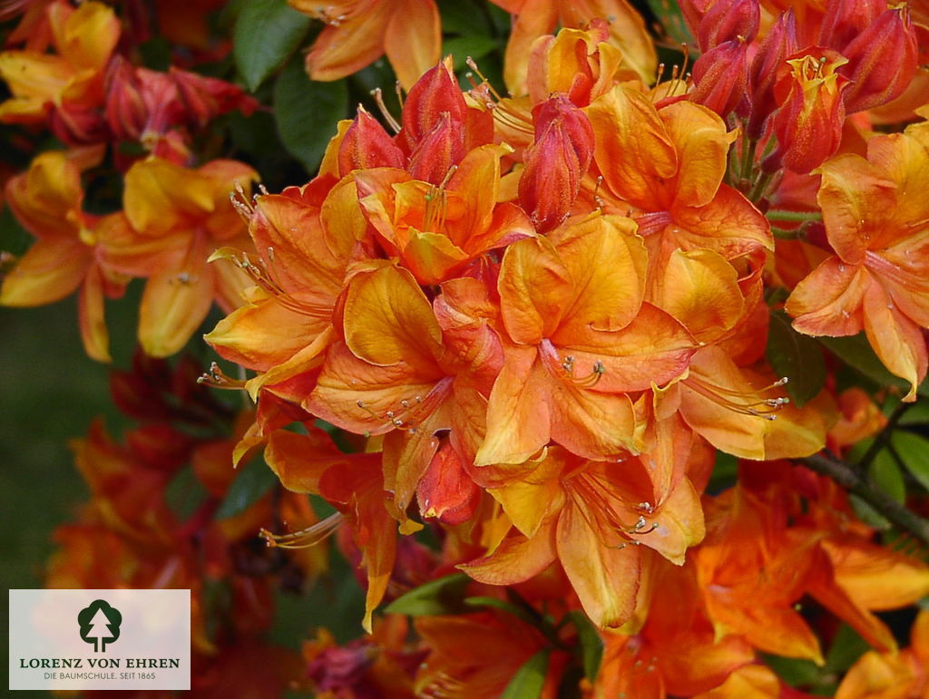 Rhododendron Azalea 'Golden Eagle'