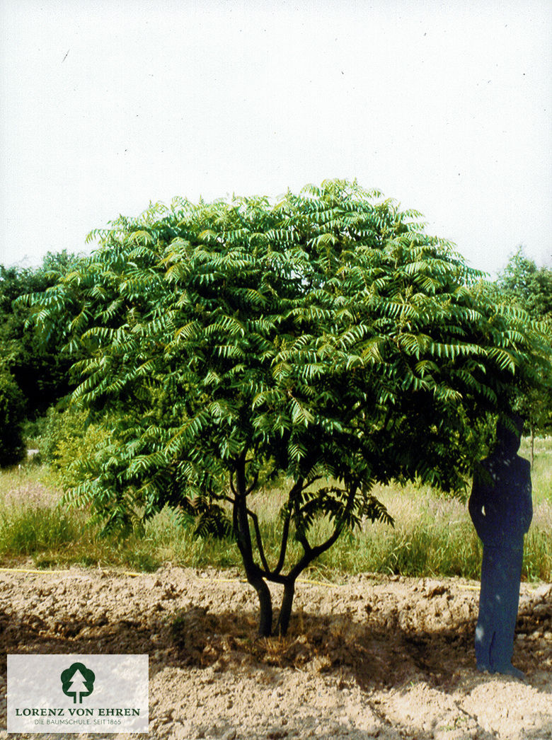 RHUS TYPHINA