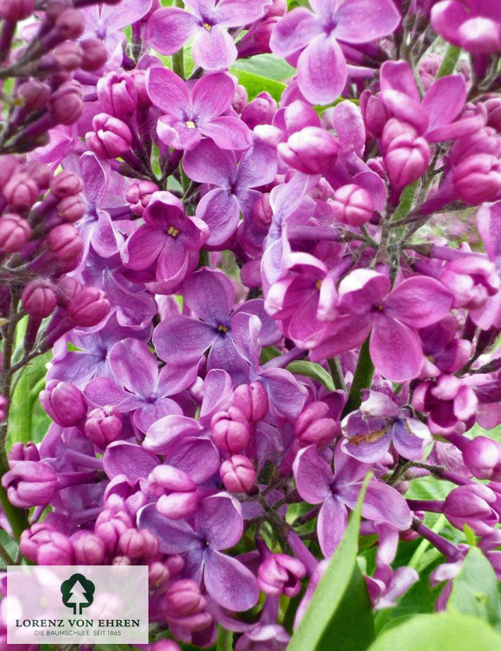 Syringa vulgaris 'Mrs. Edward Harding'