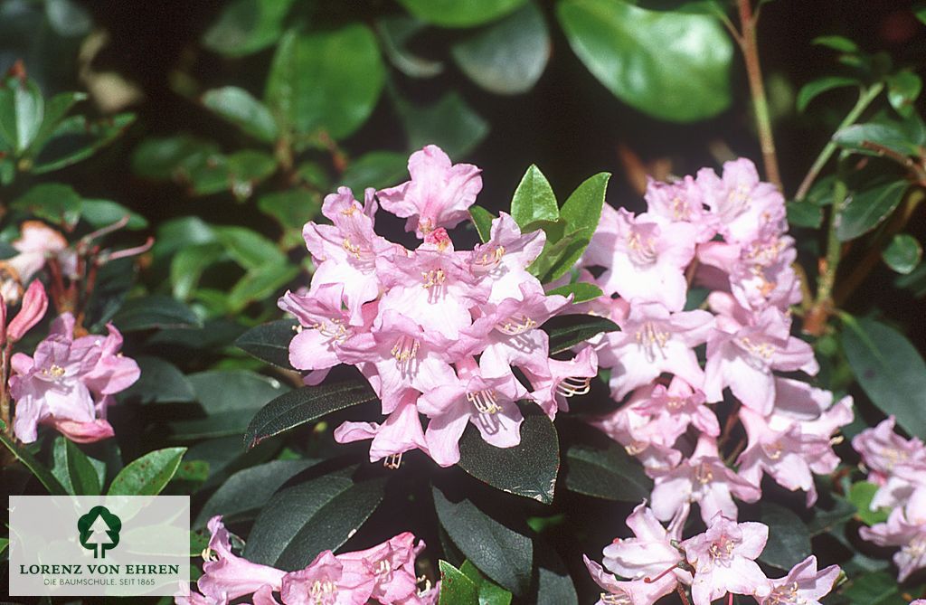 Rhododendron minus