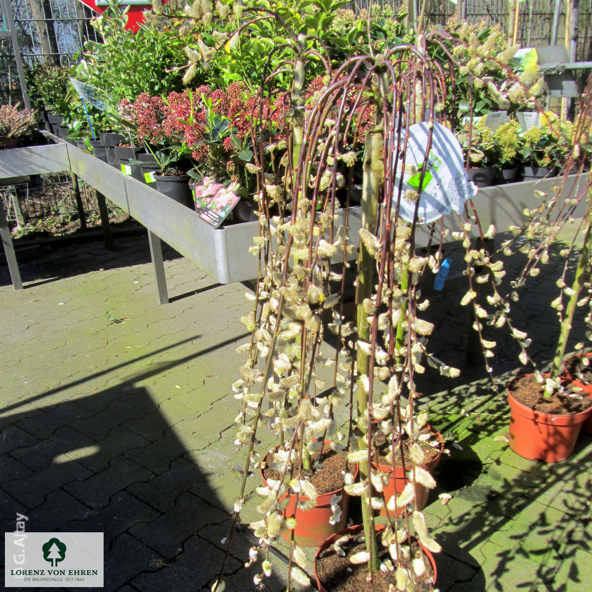 Salix caprea 'Kilmarnock'