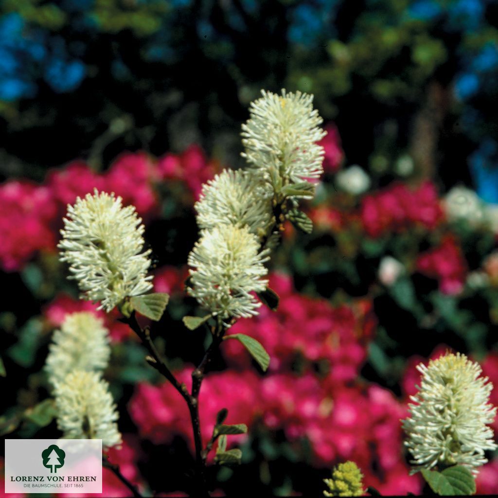 Fothergilla major