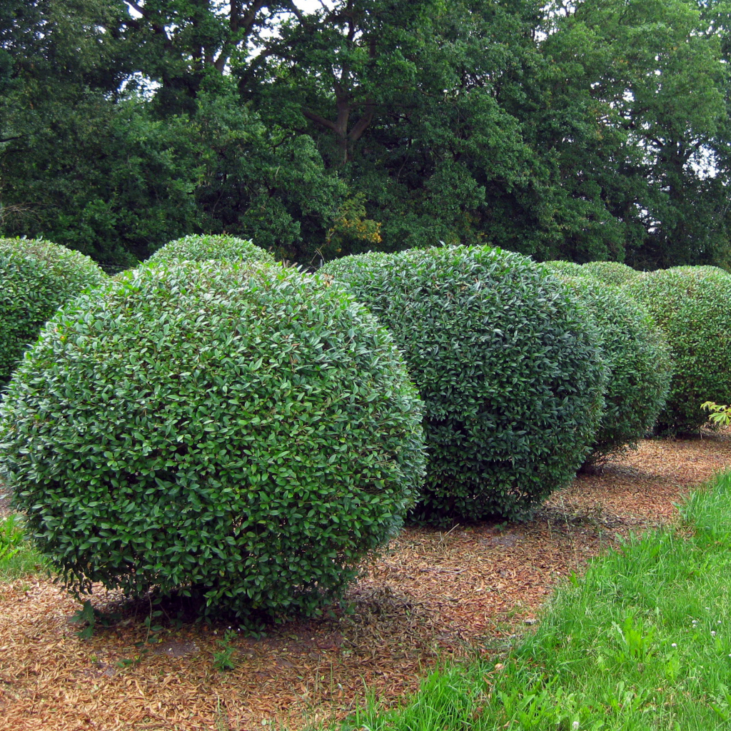 Ligustrum: Arten & Sorten