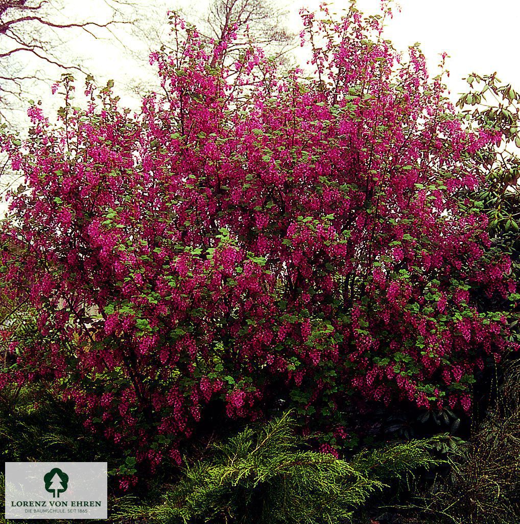 Ribes sanguineum 'Atrorubens'