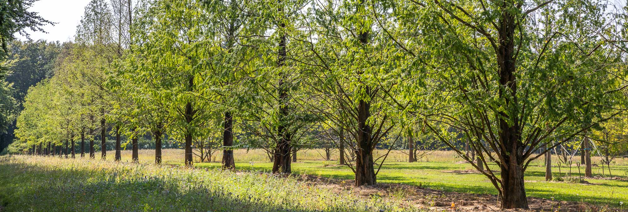 Metasequoia