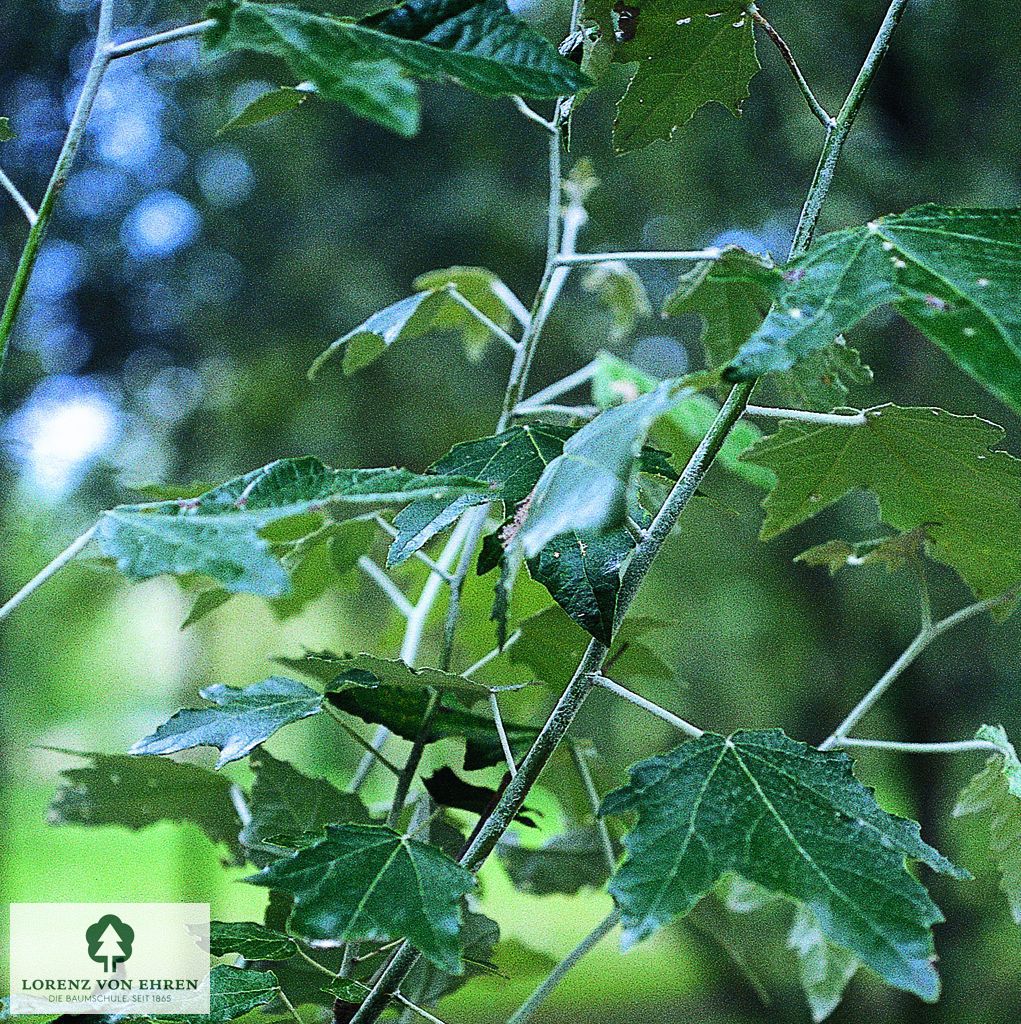 Populus alba 'Nivea'