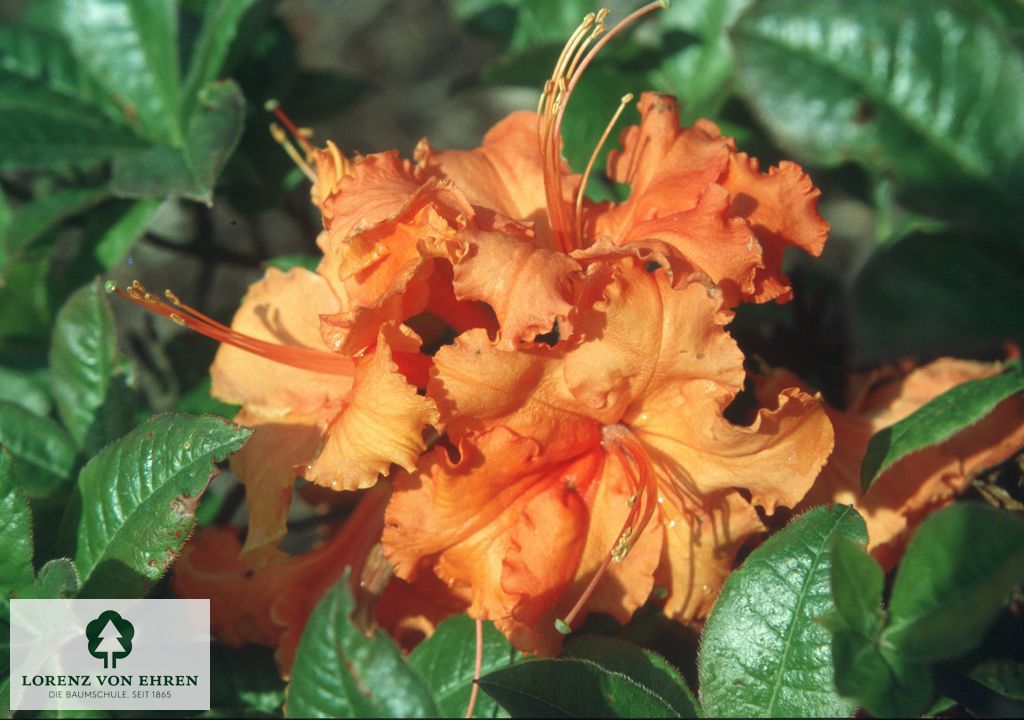 Rhododendron Azalea 'Gibraltar'