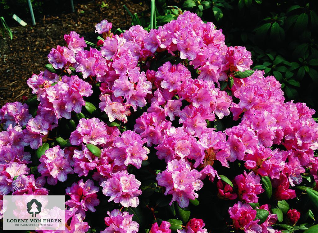 Rhododendron williamsianum 'Irmelies'