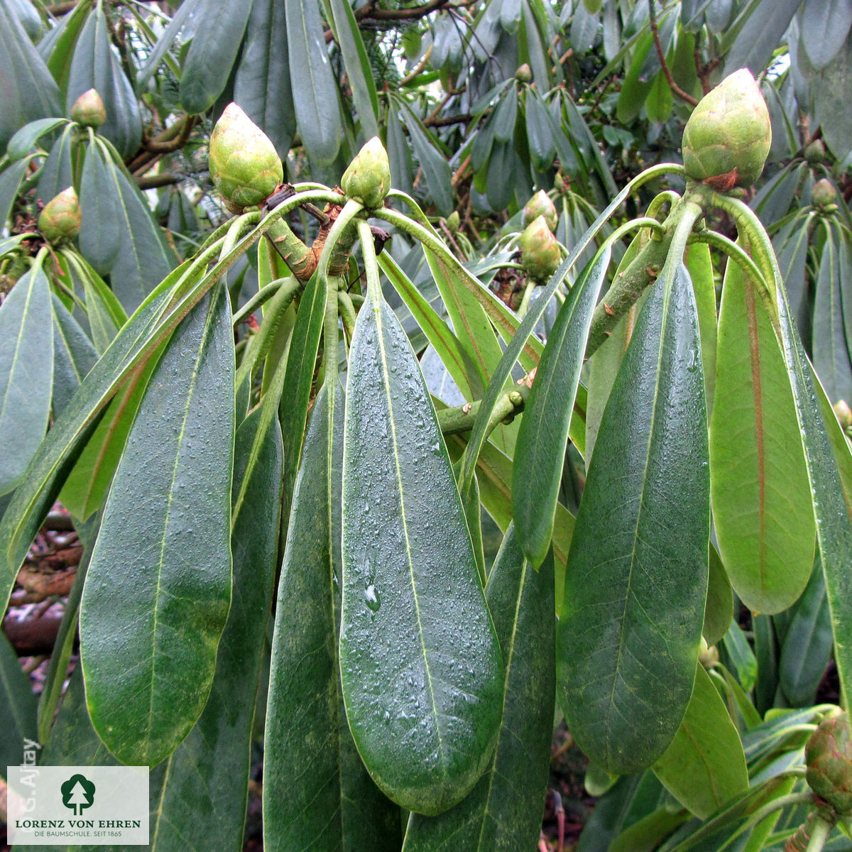 Rhododendron calophytum