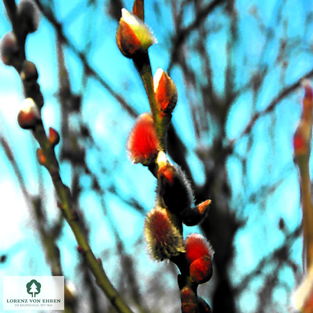 Salix caprea 'Mas'