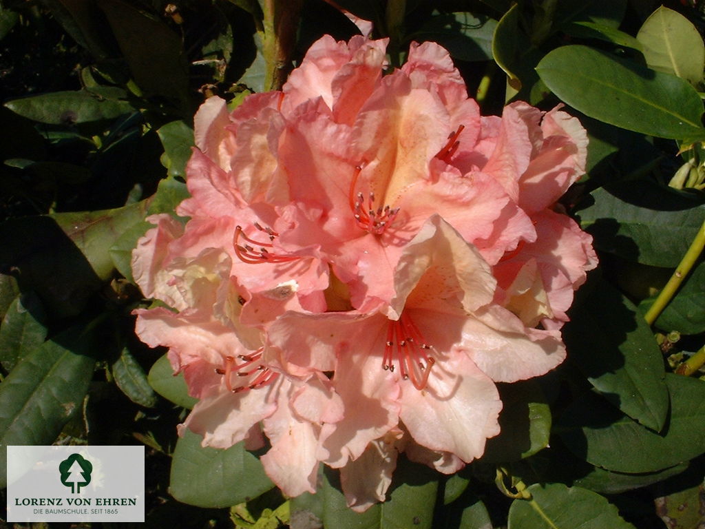 Rhododendron Hybride 'Brasilia'