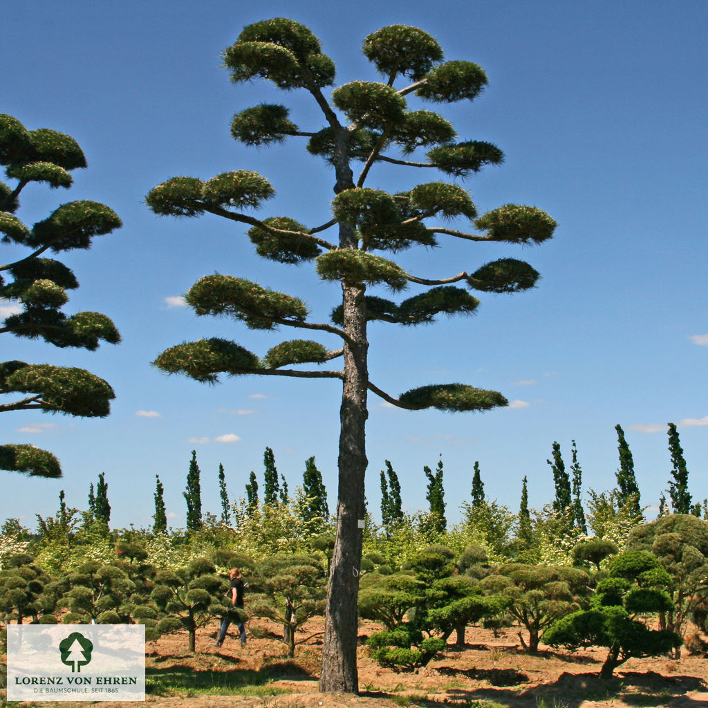 Pinus nigra austriaca