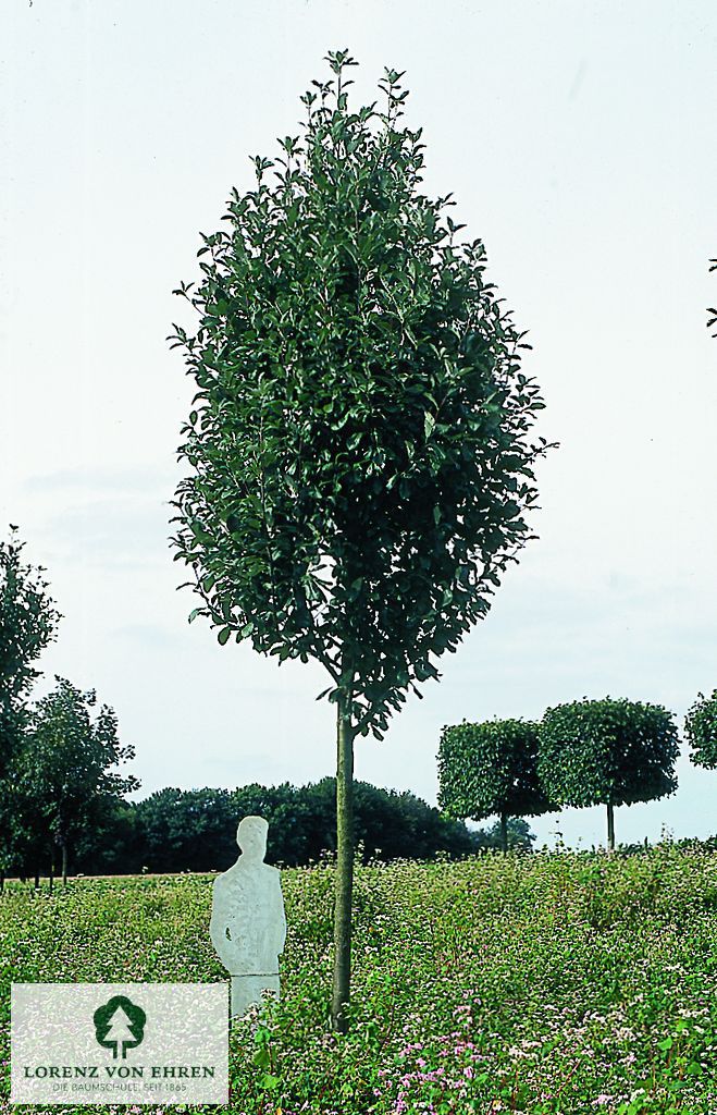 Sorbus aria 'Majestica'