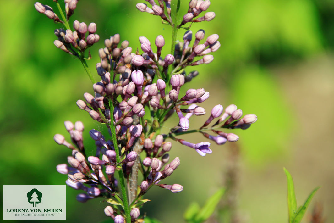 Syringa chinensis