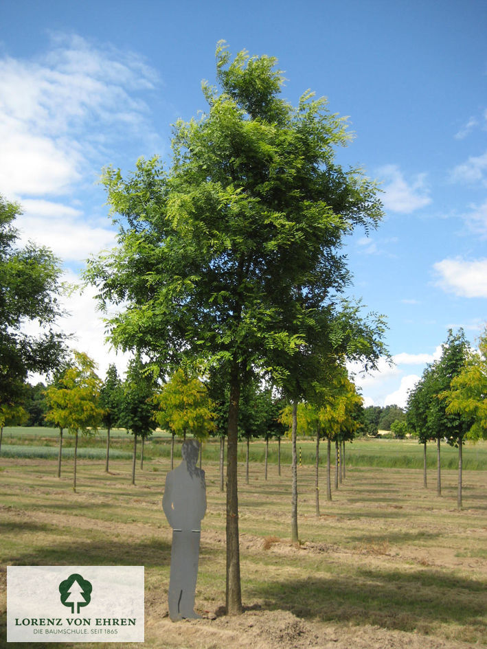 Sophora Japonica Regent Baumschule Lve