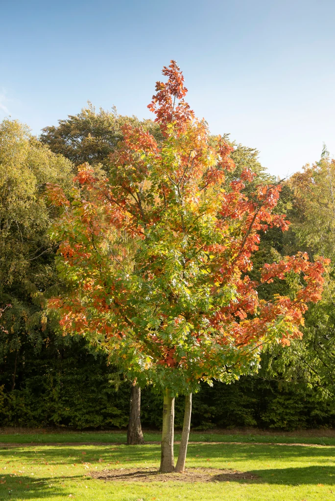 Eine wunderschöne Quercus palustris in der Baumschule Lorenz von Ehren zeigt ihre beeindruckende Herbstfärbung. Die leuchtend roten und orangefarbenen Blätter dieser Sumpf-Eiche heben sich prächtig vor dem klaren blauen Himmel und dem grünen Hintergrund a