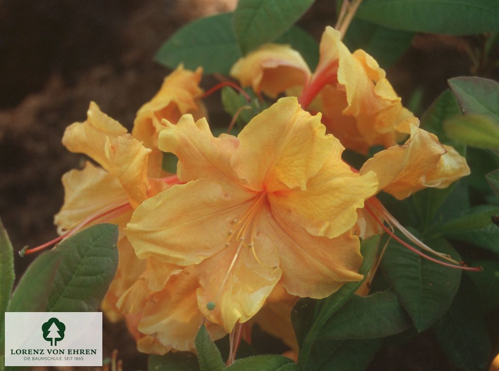 Rhododendron Azalea 'Sunte Nectarine'