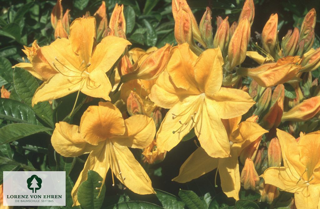 Rhododendron Azalea 'Goldtopas'