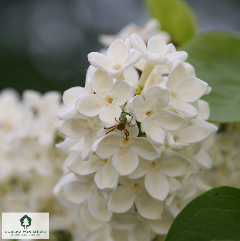 Syringa vulgaris 'Primrose'