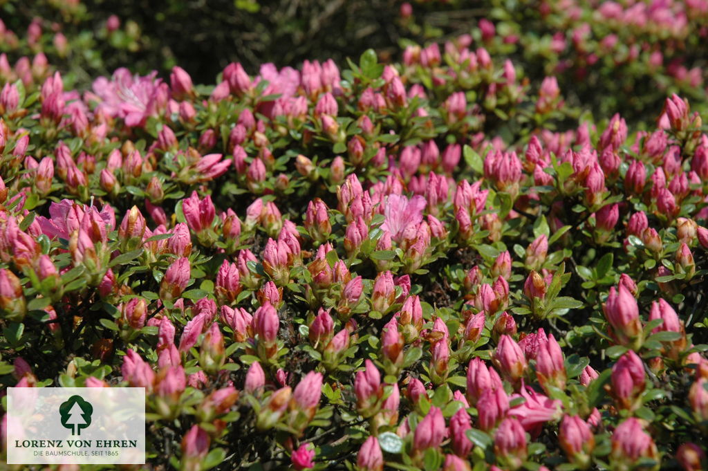 Rhododendron Japanische Azalee 'Diamant [rosa]'