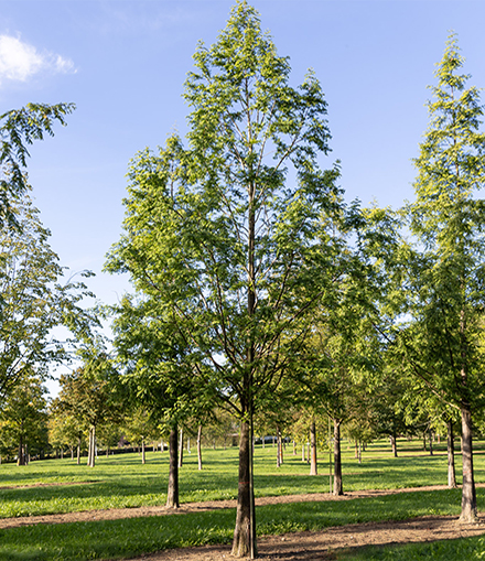 Blauer Himmel Sommer Baumschulfeld viele große Bäume