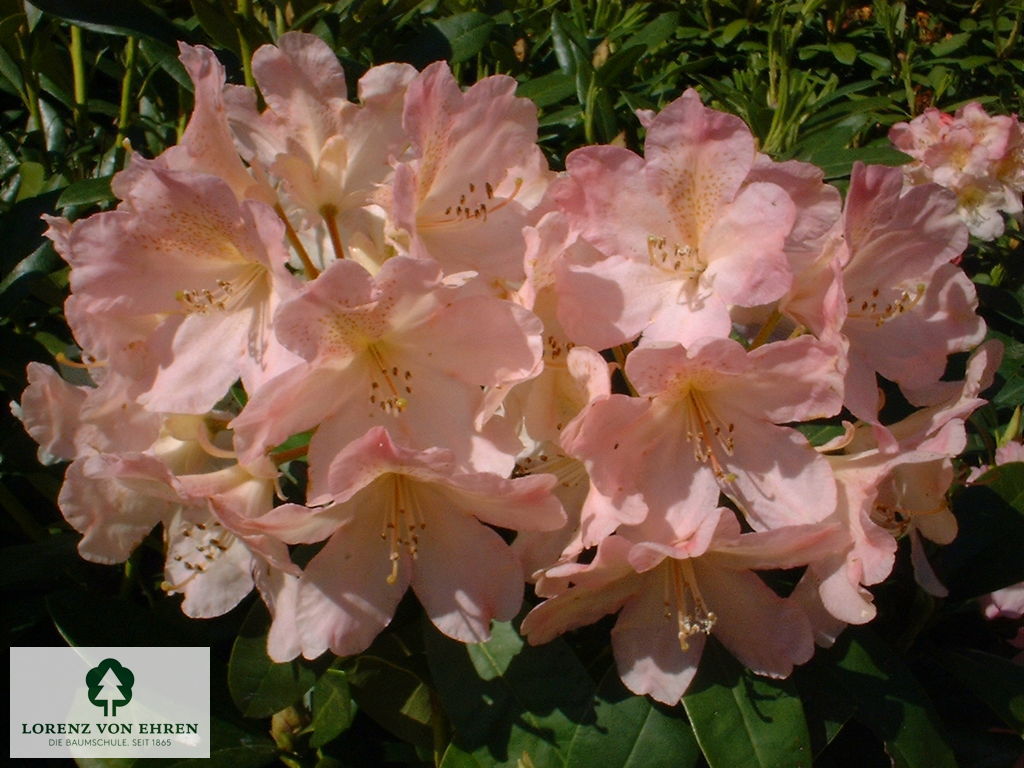 Rhododendron yakushimanum 'Percy Wiseman'