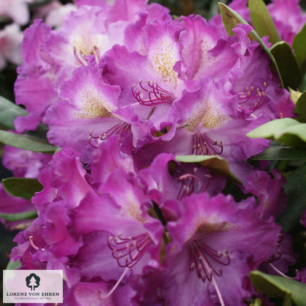 Rhododendron yakushimanum 'Bohlken's Lupinenberg'