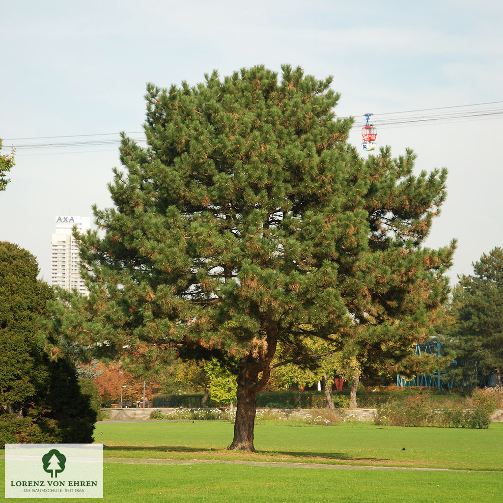 Pinus nigra austriaca