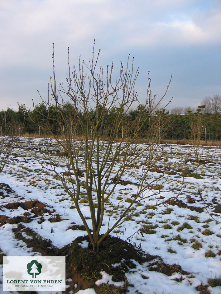 Syringa vulgaris 'Mme Antoine Buchner'