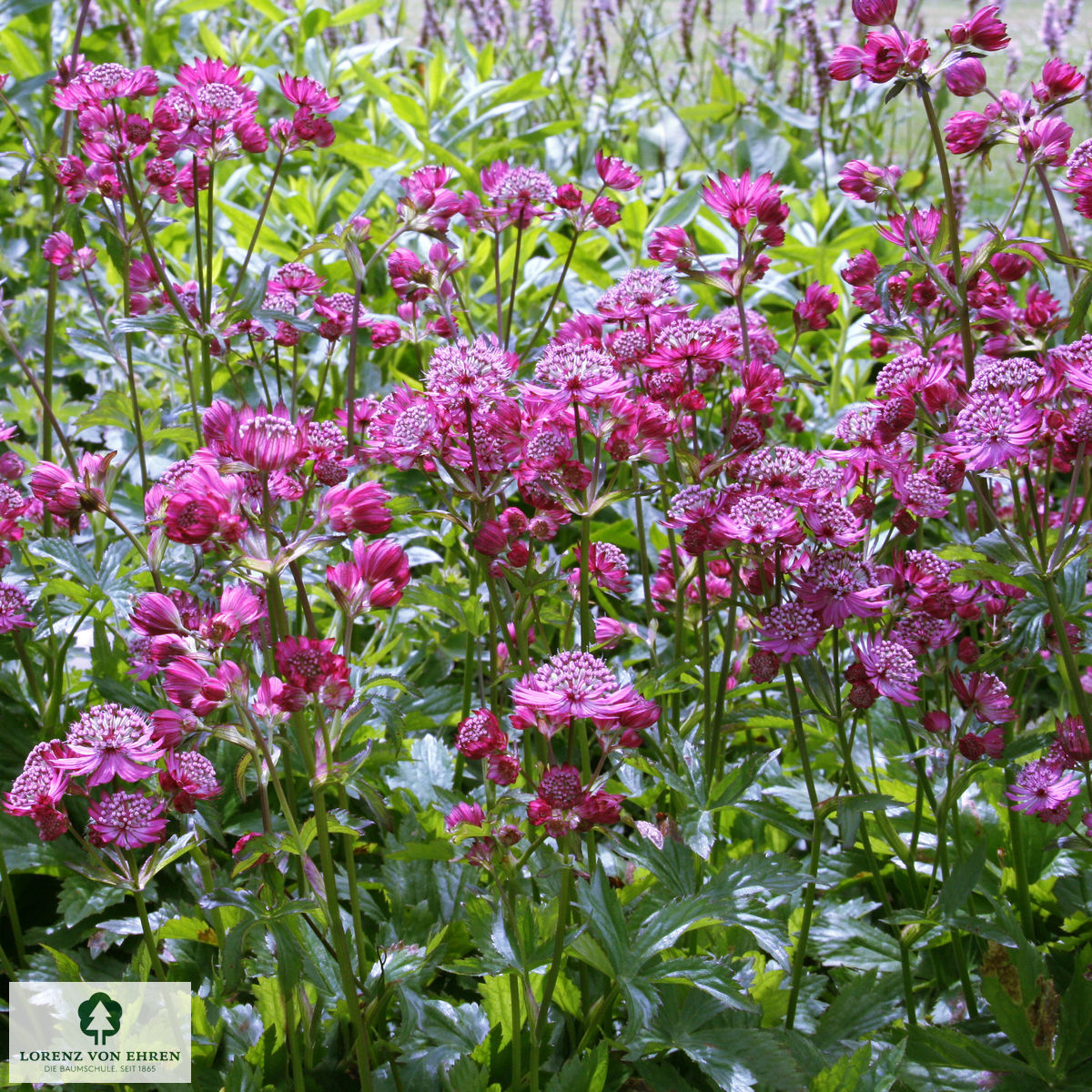 Astrantia major 'Star of Beauty'