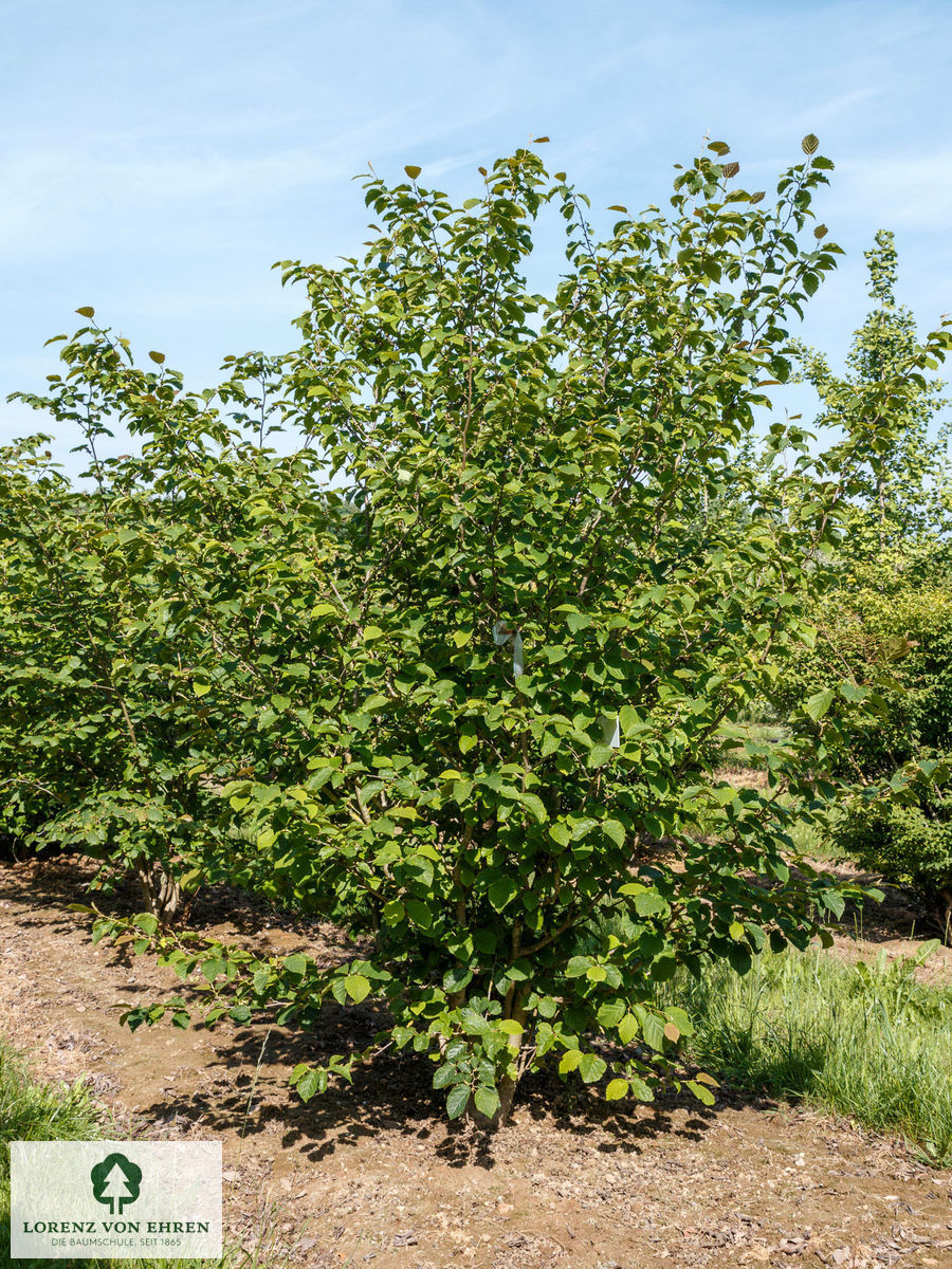 Hamamelis virginiana L., Plants of the World Online